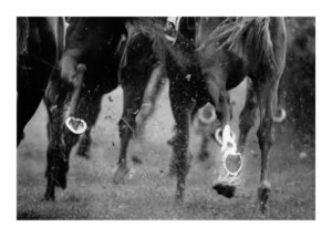 Peter Ginter Photography - FineArt-Print - Stampede - Germany Black and White