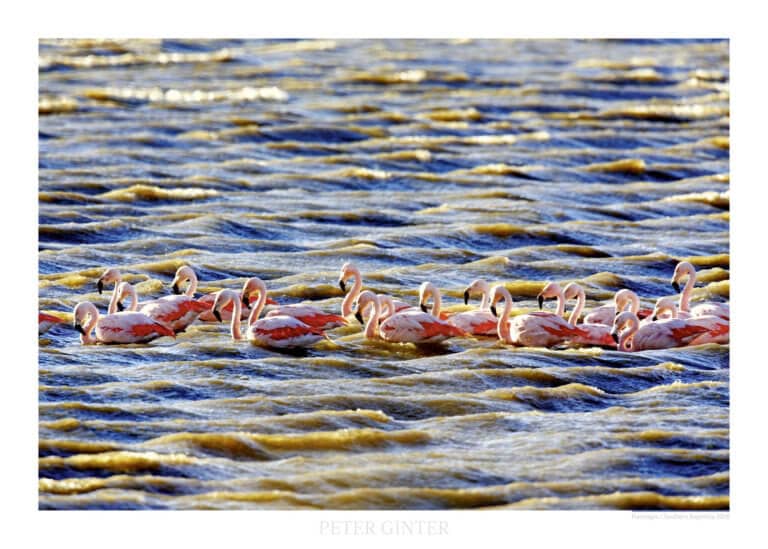 Flamingos / Southern Argentina 2008 © Peter Ginter