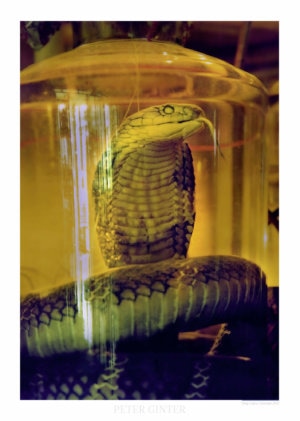 King Cobra / Vietnam 2010 © Peter Ginter