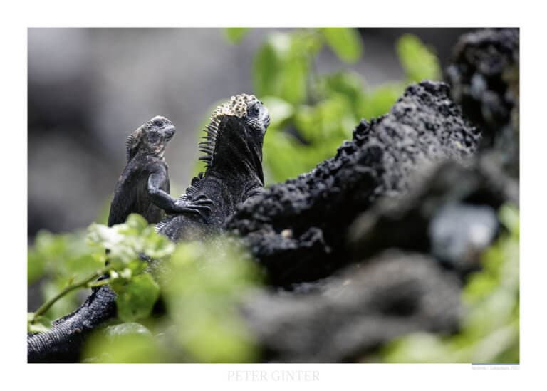 Iguanas / Galapagos 2007 © Peter Ginter